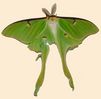 green_moth.jpg