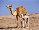 camel-and-calf_1.jpg