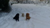 Dogs_playing_in_snow_(photos)_014.JPG
