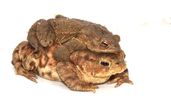 toads-mating.jpg