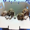 Box_of_puppies.jpg