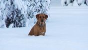 Dogs playing in snow (photos) 005.JPG