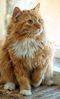 19267480-red-with-white-fluffy-cat.jpg